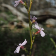 Stylidium graminifolium at Kaleen, ACT - 5 Oct 2020