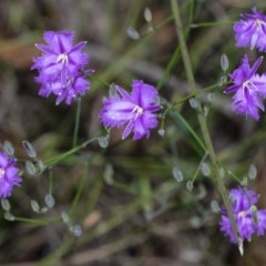 Thysanotus tuberosus subsp. tuberosus (Common Fringe-lily) at Penrose, NSW - 16 Oct 2020 by Aussiegall