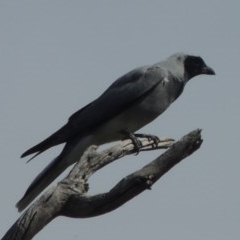 Coracina novaehollandiae (Black-faced Cuckooshrike) at Gungaderra Grasslands - 5 Oct 2020 by michaelb