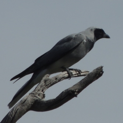 Coracina novaehollandiae (Black-faced Cuckooshrike) at Gungaderra Grasslands - 5 Oct 2020 by michaelb