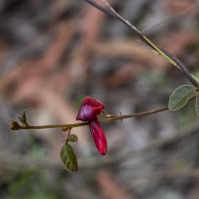 Kennedia rubicunda (Dusky Coral Pea) at Penrose, NSW - 18 Oct 2020 by Aussiegall