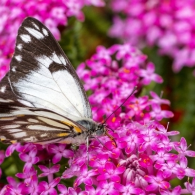 Belenois java (Caper White) at Wingecarribee Local Government Area - 20 Oct 2020 by Aussiegall