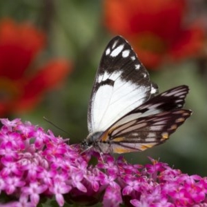 Belenois java at Penrose, NSW - 20 Oct 2020