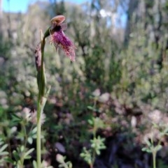 Calochilus platychilus (Purple Beard Orchid) at Kambah, ACT - 31 Oct 2020 by RyuCallaway