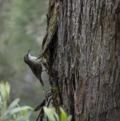 Cormobates leucophaea (White-throated Treecreeper) at Wingello - 17 Oct 2020 by Aussiegall