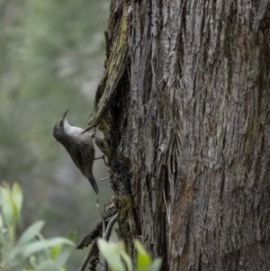 Cormobates leucophaea at Wingello, NSW - 17 Oct 2020