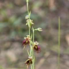 Calochilus paludosus (Strap Beard Orchid) at Penrose, NSW - 23 Oct 2020 by Aussiegall