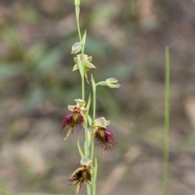 Calochilus paludosus (Strap Beard Orchid) at Penrose, NSW - 23 Oct 2020 by Aussiegall
