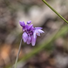 Sowerbaea juncea (Vanilla Lily) at Penrose, NSW - 17 Oct 2020 by Aussiegall