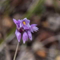 Sowerbaea juncea at Penrose - 17 Oct 2020