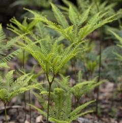 Sticherus flabellatus (Shiny Fan-fern, Umbrella Fern) at Wingecarribee Local Government Area - 21 Oct 2020 by Aussiegall