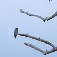 Eurystomus orientalis (Dollarbird) at Penrose, NSW - 21 Oct 2020 by Aussiegall