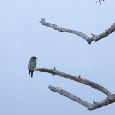 Eurystomus orientalis (Dollarbird) at Wingecarribee Local Government Area - 21 Oct 2020 by Aussiegall