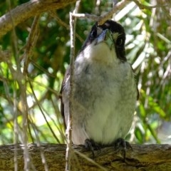 Cracticus torquatus (Grey Butcherbird) at Florey, ACT - 1 Nov 2020 by Kurt