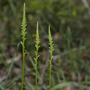 Microtis unifolia at Penrose - 27 Oct 2020