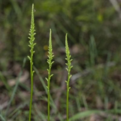 Microtis unifolia (Common Onion Orchid) at Penrose, NSW - 27 Oct 2020 by Aussiegall