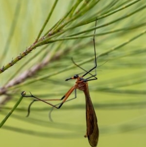 Harpobittacus australis at Penrose, NSW - 27 Oct 2020