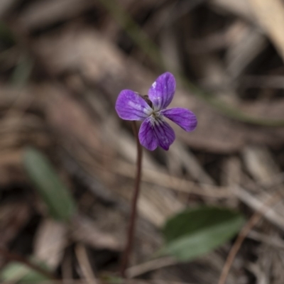 Viola betonicifolia (Mountain Violet) at Penrose - 30 Oct 2020 by Aussiegall