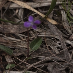 Viola betonicifolia at Penrose - 30 Oct 2020