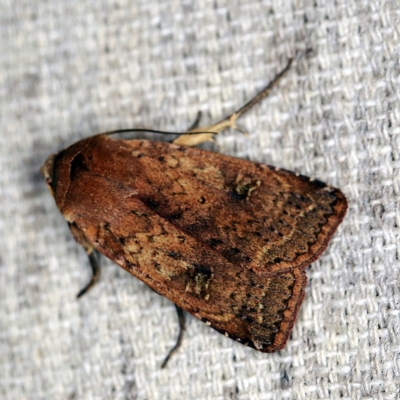 Diarsia intermixta (Chevron Cutworm, Orange Peel Moth.) at O'Connor, ACT - 23 Oct 2019 by ibaird