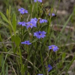 Dampiera stricta (Blue Dampiera) at Penrose, NSW - 30 Oct 2020 by Aussiegall