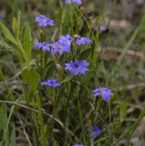 Dampiera stricta at Penrose - 30 Oct 2020