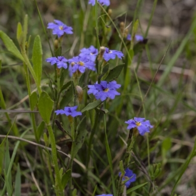 Dampiera stricta (Blue Dampiera) at Wingecarribee Local Government Area - 30 Oct 2020 by Aussiegall