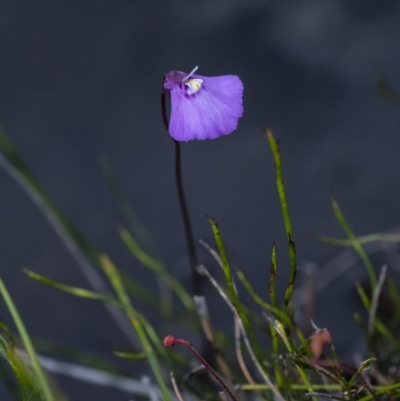 Utricularia dichotoma (Fairy Aprons, Purple Bladderwort) at Penrose, NSW - 29 Oct 2020 by Aussiegall
