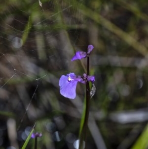 Utricularia dichotoma at Penrose - 29 Oct 2020