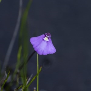 Utricularia dichotoma at Penrose - suppressed