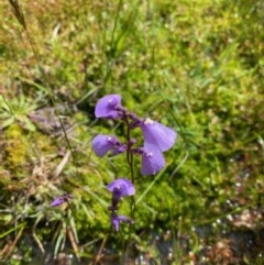 Utricularia dichotoma at Penrose - suppressed