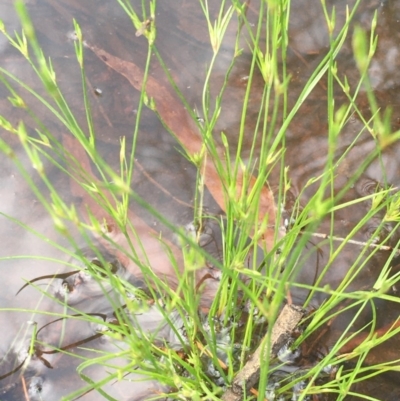 Juncus bufonius (Toad Rush) at Mount Ainslie - 28 Oct 2020 by JaneR