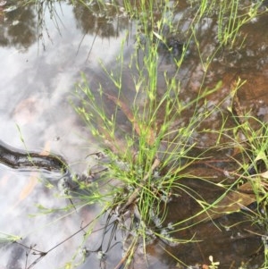 Juncus bufonius at Majura, ACT - 28 Oct 2020