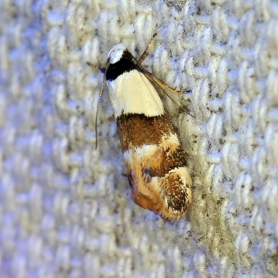 Euphiltra eroticella (A concealer moth) at O'Connor, ACT - 23 Oct 2019 by ibaird