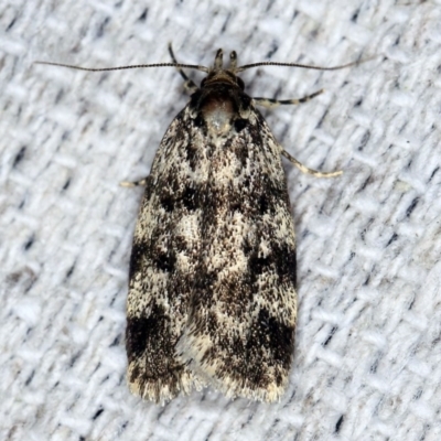 Barea codrella (A concealer moth) at O'Connor, ACT - 23 Oct 2019 by ibaird