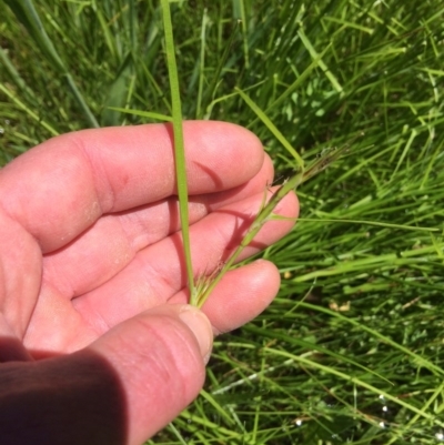 Schoenus latelaminatus (Medusa Bog-Sedge) at Block 402 - 1 Nov 2020 by NickiTaws