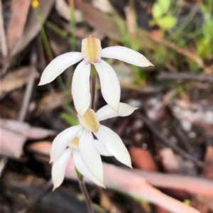 Caladenia moschata at Carwoola, NSW - suppressed