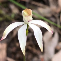 Caladenia moschata at Carwoola, NSW - suppressed