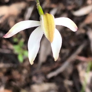 Caladenia moschata at Carwoola, NSW - suppressed