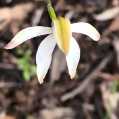 Caladenia moschata at Carwoola, NSW - 1 Nov 2020