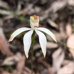 Caladenia moschata at Carwoola, NSW - suppressed