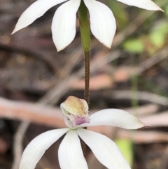 Caladenia moschata at Carwoola, NSW - suppressed