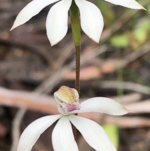 Caladenia moschata at Carwoola, NSW - suppressed