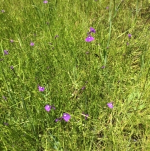 Utricularia dichotoma at Stromlo, ACT - 1 Nov 2020 12:40 PM