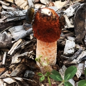 Phallus rubicundus at Garran, ACT - 31 Oct 2020