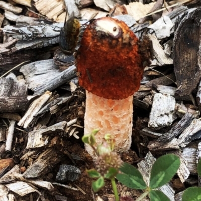 Phallus rubicundus (Phallus rubicundus) at Garran, ACT - 31 Oct 2020 by ruthkerruish