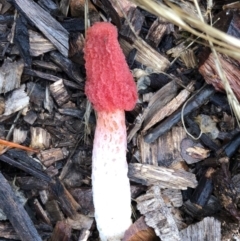 Phallus rubicundus at Garran, ACT - 31 Oct 2020