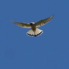 Falco cenchroides (Nankeen Kestrel) at Felltimber Creek NCR - 1 Nov 2020 by KylieWaldon