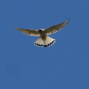 Falco cenchroides at West Wodonga, VIC - 1 Nov 2020