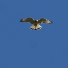 Falco cenchroides at West Wodonga, VIC - 1 Nov 2020